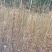 香椿，红油香椿小苗，可食用的50到1米