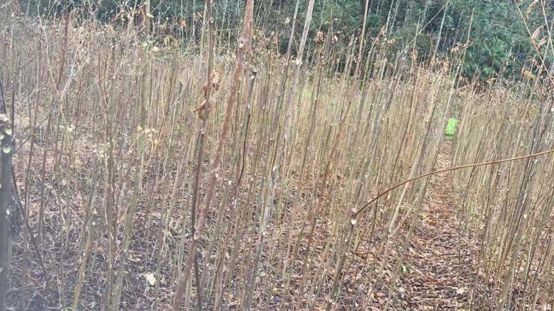 香椿，红油香椿小苗，可食用的50到1米