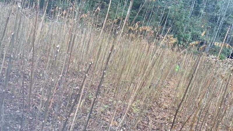 香椿，红油香椿小苗，可食用的50到1米