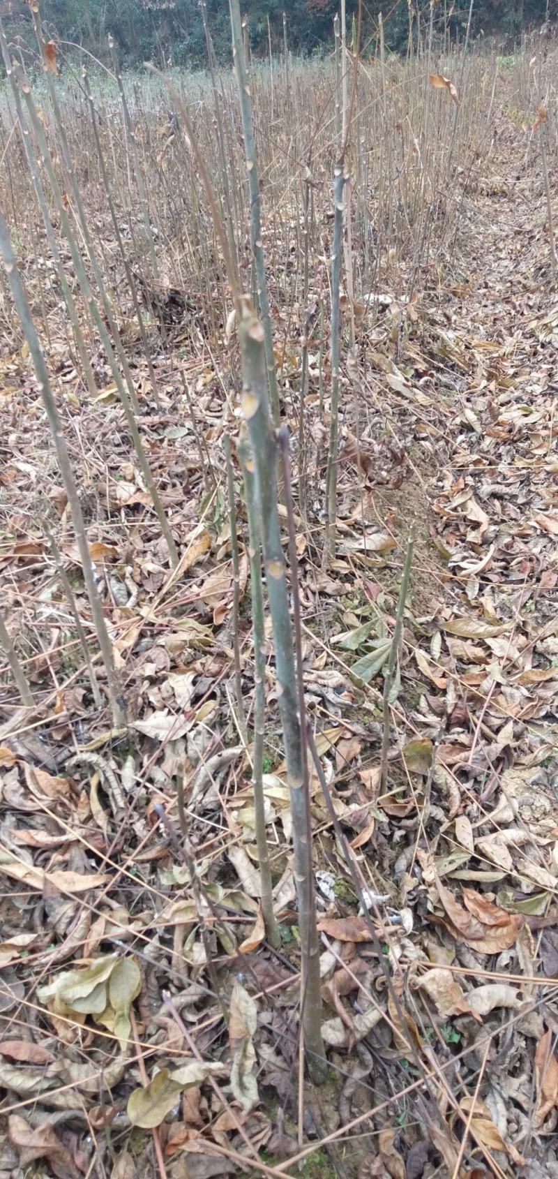 香椿，红油香椿小苗，可食用的50到1米