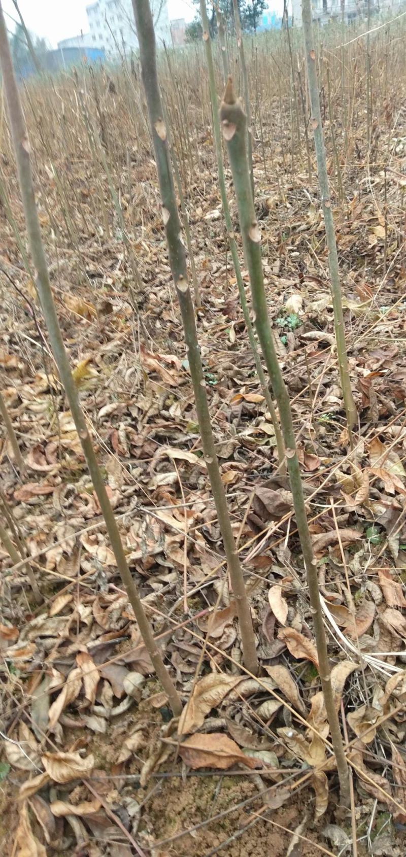 香椿，红油香椿小苗，可食用的50到1米