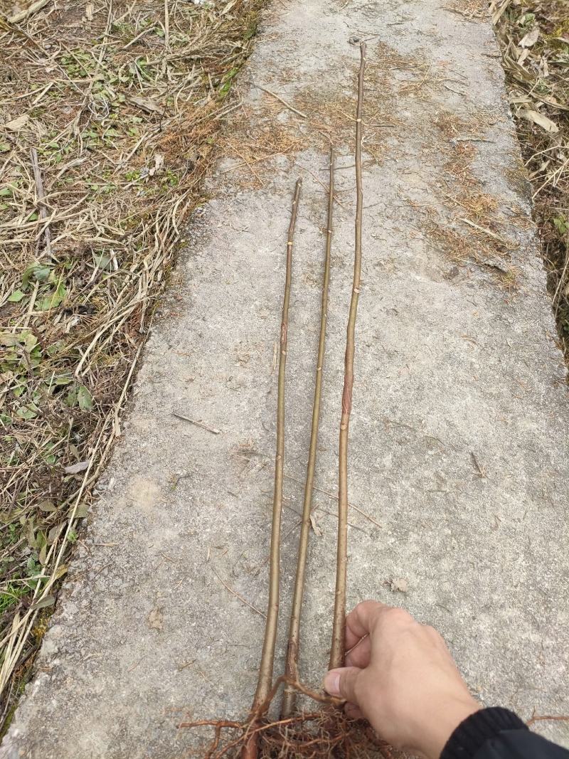 香椿，红油香椿小苗，可食用的50到1米