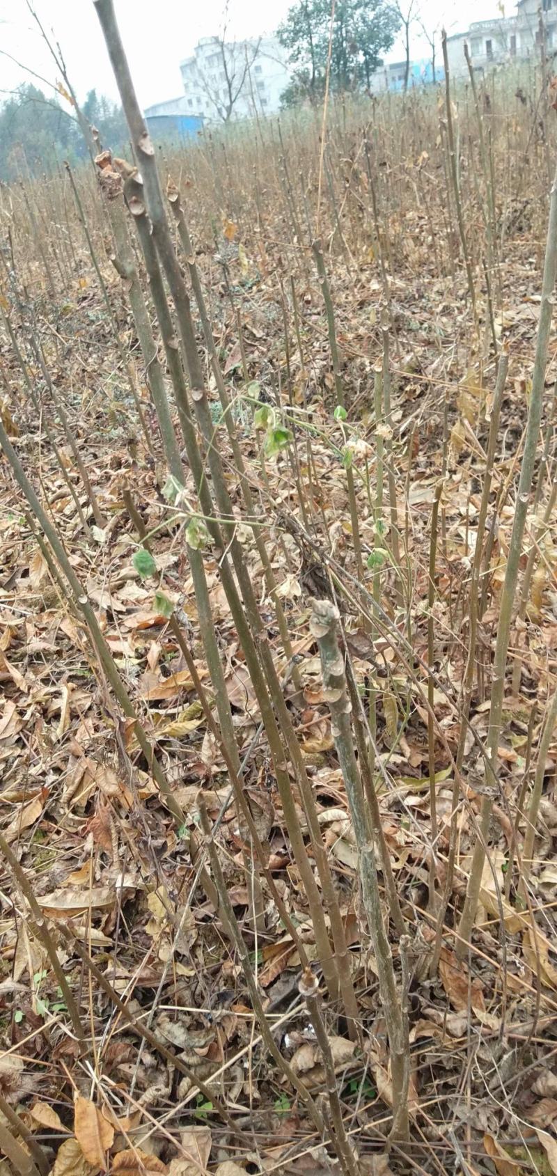 香椿，红油香椿小苗，可食用的50到1米
