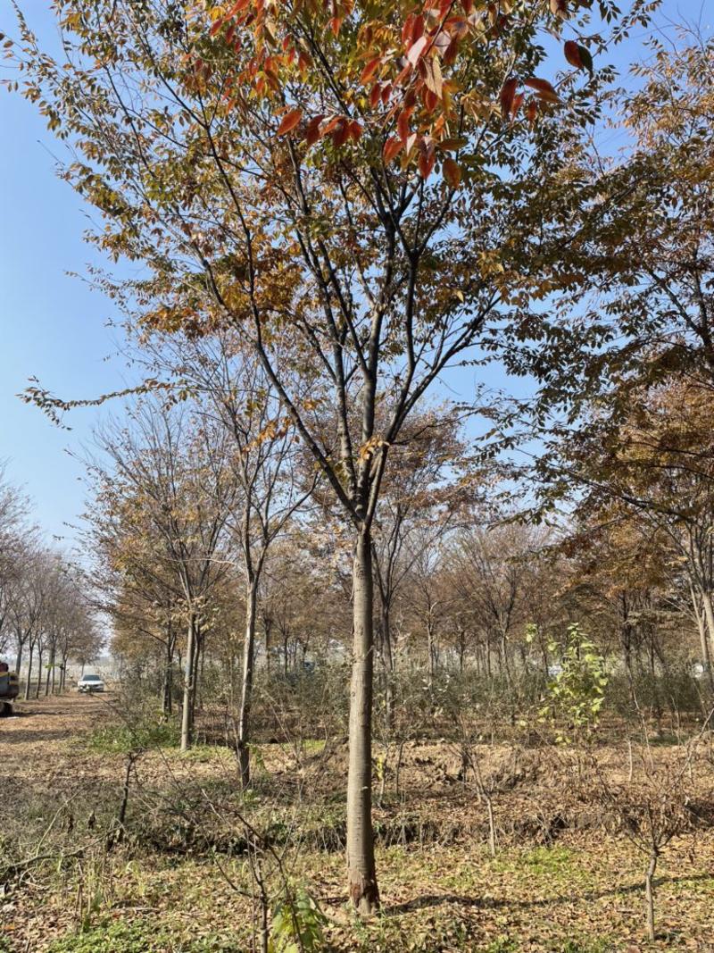 榉树红榉，胸径12-18公分，杆直冒圆，一级树.