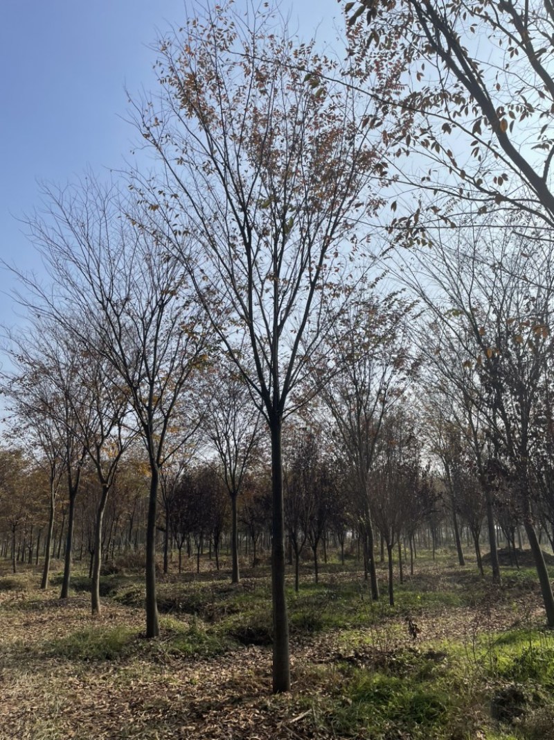 榉树红榉，胸径12-18公分，杆直冒圆，一级树.