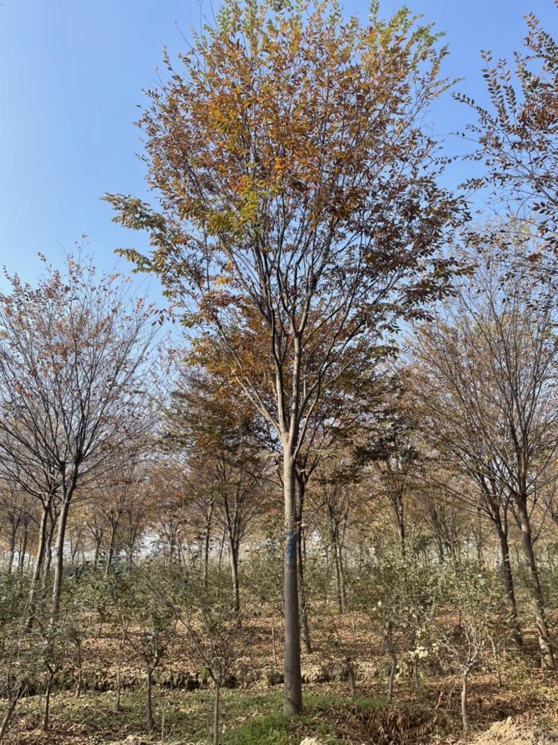 榉树红榉，胸径12-18公分，杆直冒圆，一级树.