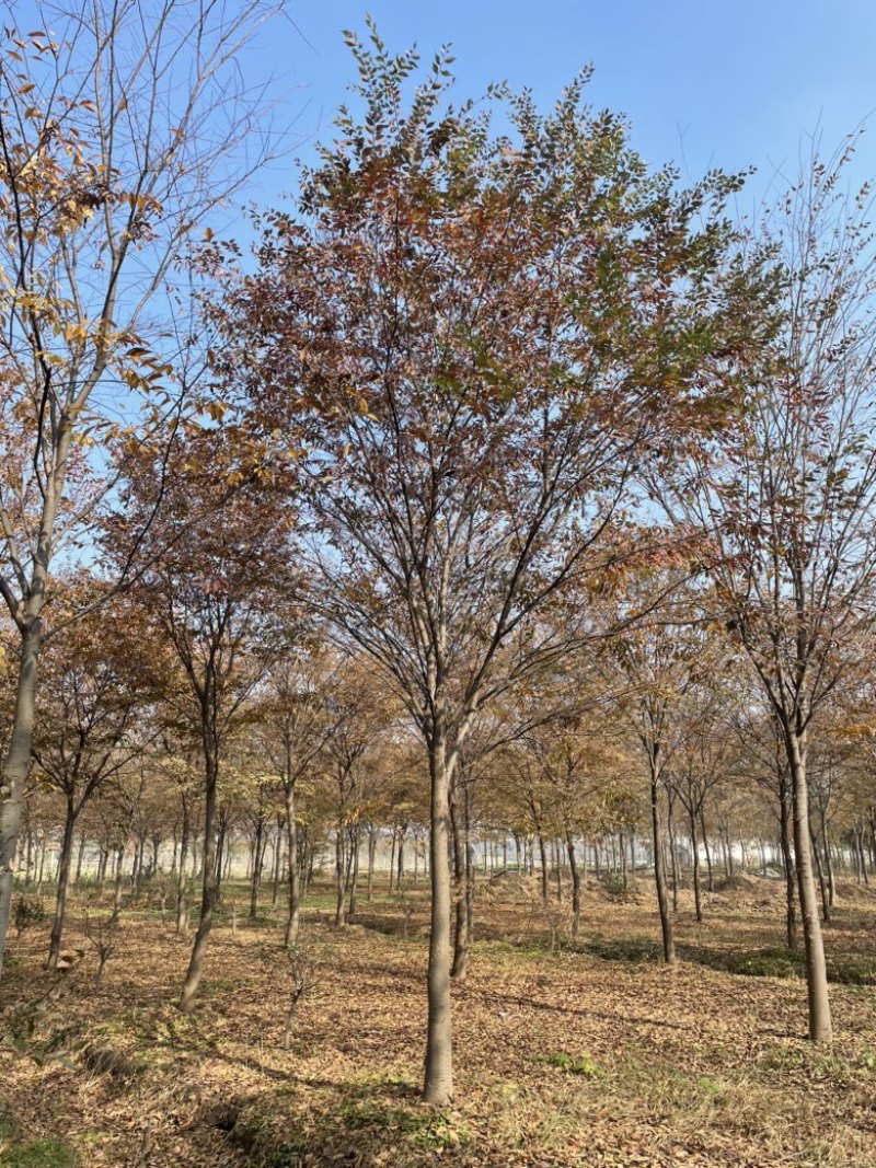 榉树红榉，胸径12-18公分，杆直冒圆，一级树.