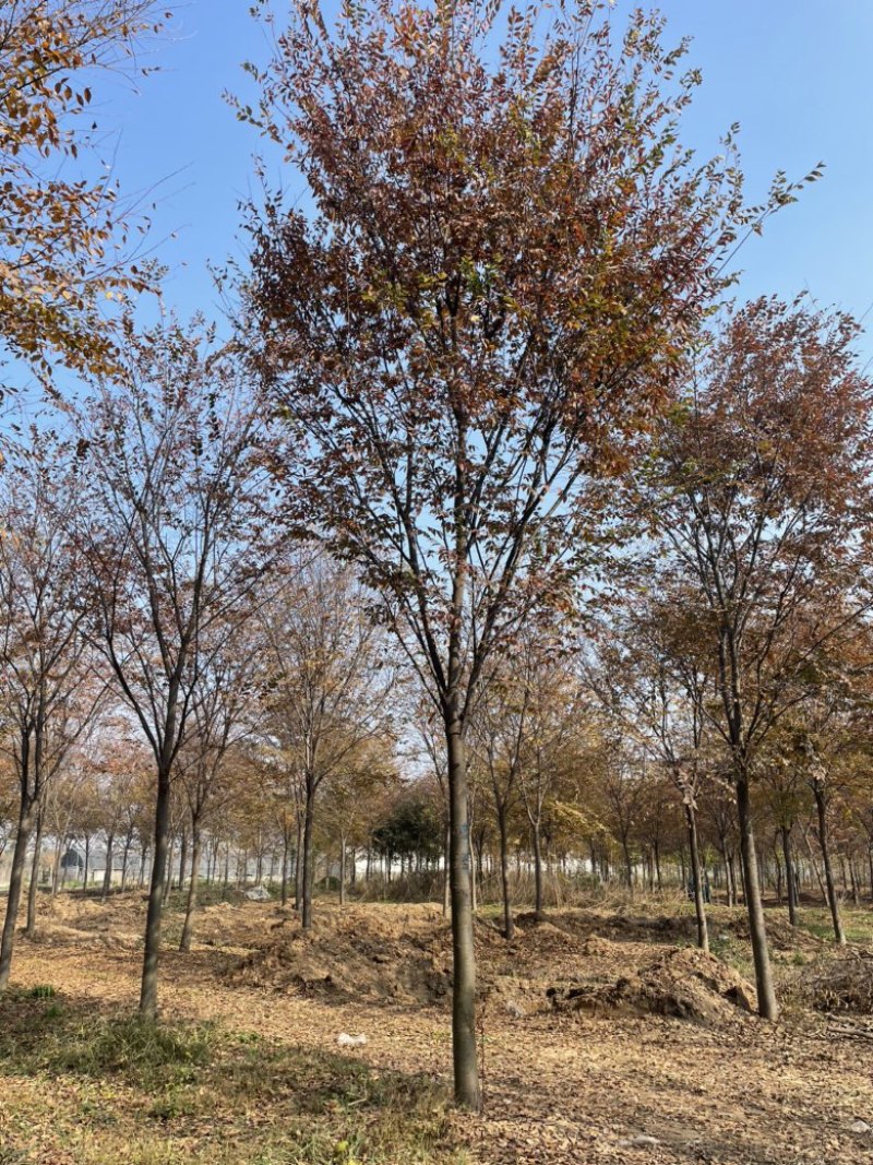 榉树红榉，胸径12-18公分，杆直冒圆，一级树.