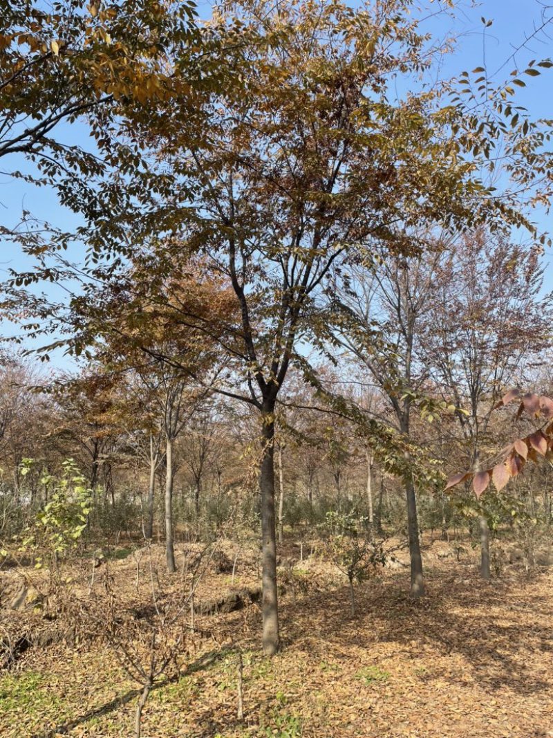 榉树红榉，胸径12-18公分，杆直冒圆，一级树.