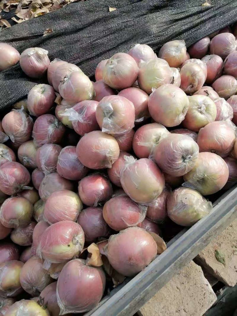 冠县苹果欢迎选购