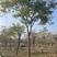 精品朴树，胸径10-18公分，杆直冒圆，一级树占地