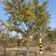 精品朴树，胸径10-18公分，杆直冒圆，一级树占地