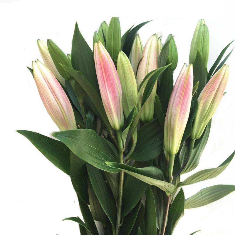 云南昆明鲜切百合花，罗宾娜百合花，产地直发
