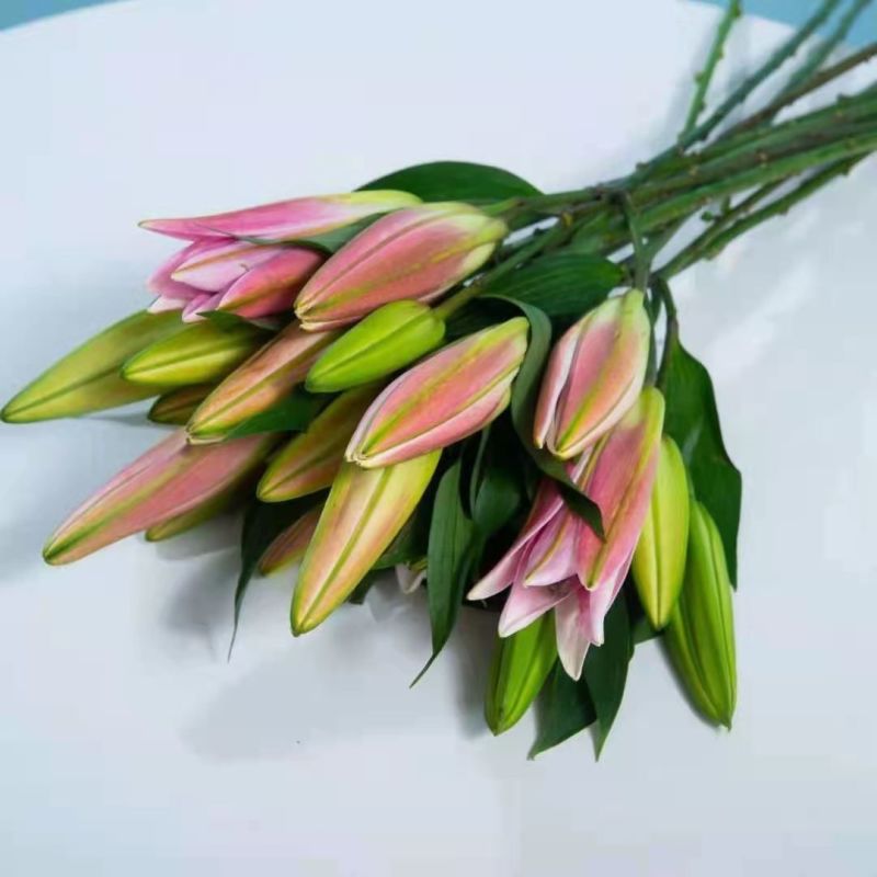 云南昆明鲜切百合花，罗宾娜百合花，产地直发