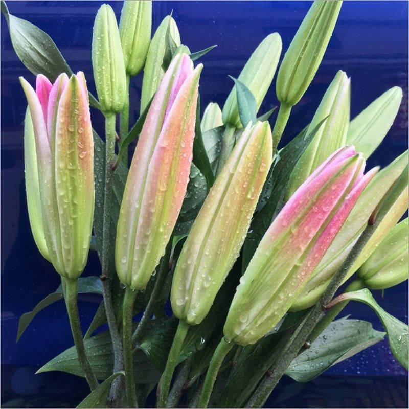 云南昆明鲜切百合花，罗宾娜百合花，产地直发