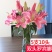 云南昆明鲜切百合花，罗宾娜百合花，产地直发
