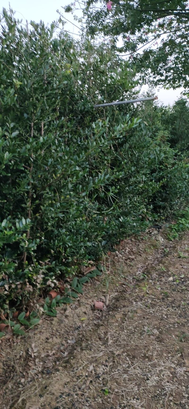 圆叶竹柏庭院盆栽观叶绿植园林工程绿化树苗