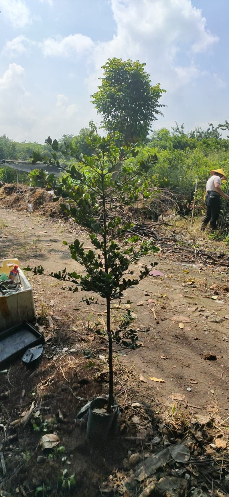 圆叶竹柏庭院盆栽观叶绿植园林工程绿化树苗