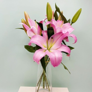 云南昆明鲜切百合花，罗宾娜百合花，产地直发