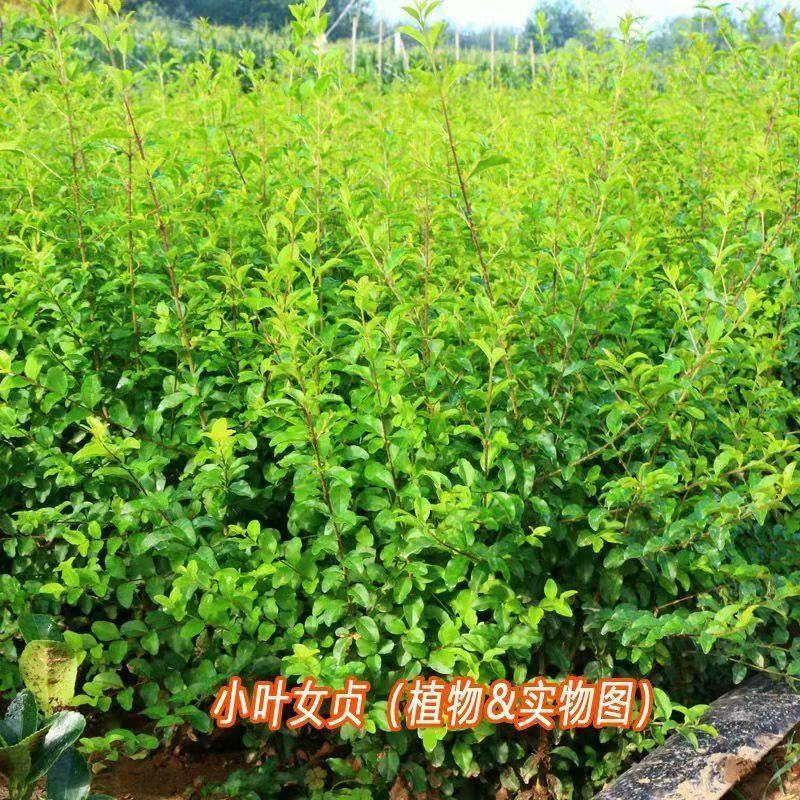 小叶女贞种子护坡灌木种子全国发货量大优惠
