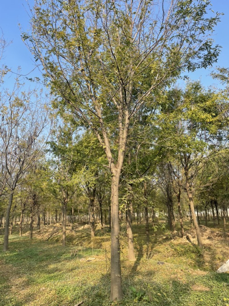精品全冠皂角树，皂荚，皂刺.杆直，冒圆.一级树.