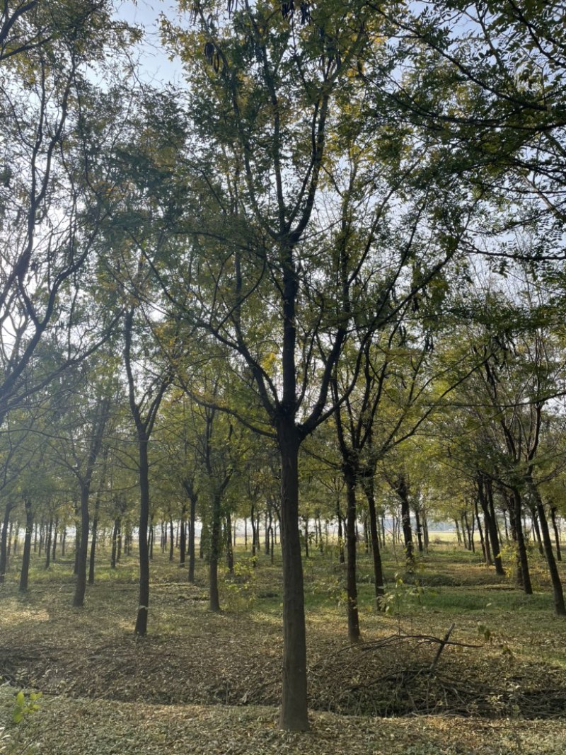 精品全冠皂角树，皂荚，皂刺.杆直，冒圆.一级树.