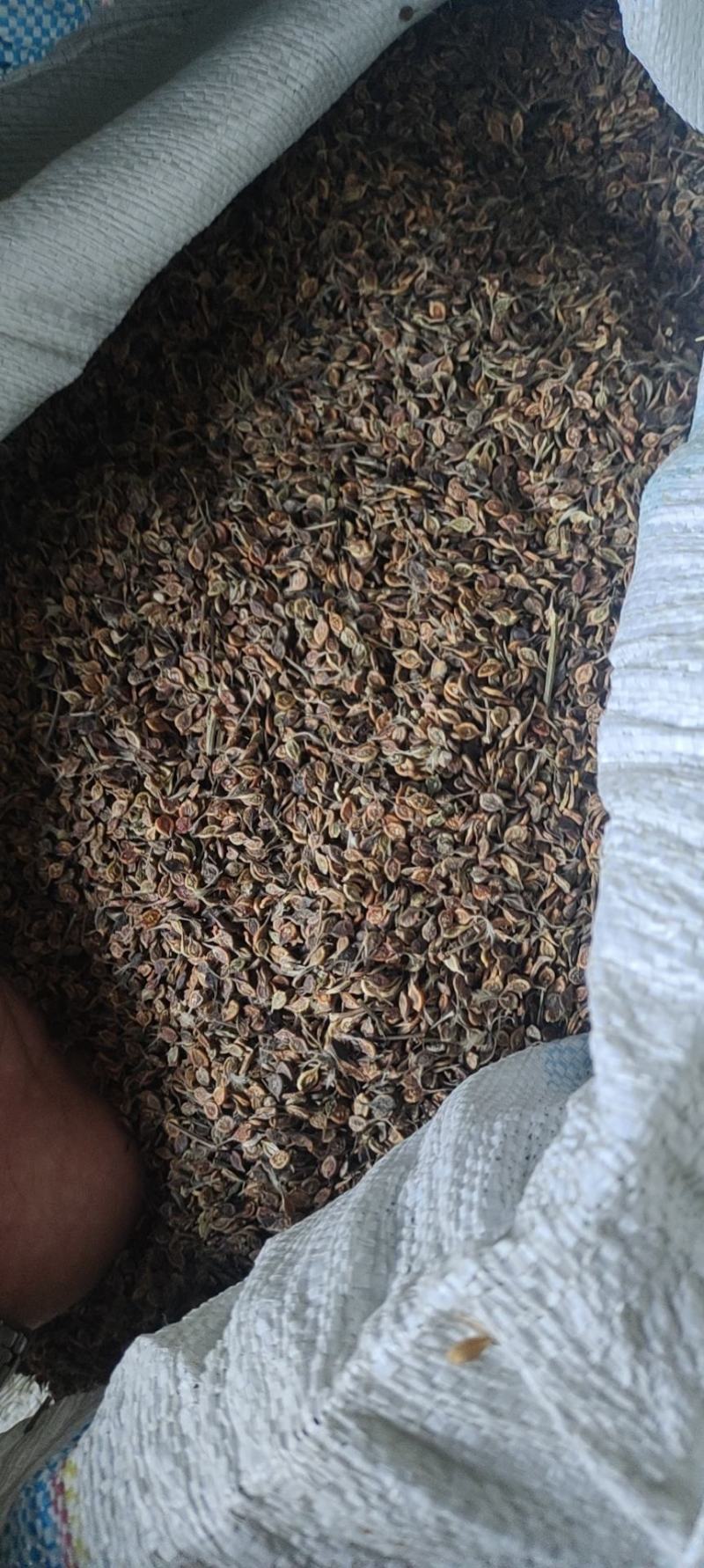《推荐》出售东北地区优质威灵仙种子，颜色好，价格便宜！
