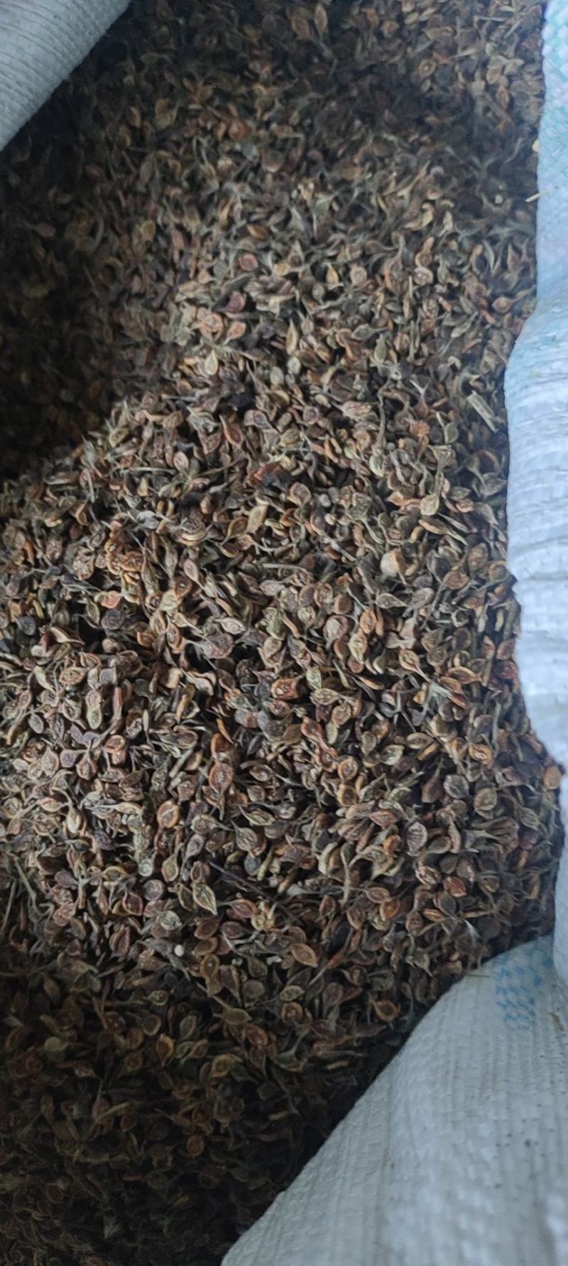 《推荐》出售东北地区优质威灵仙种子，颜色好，价格便宜！