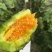 精品羊角蜜甜瓜山东潍坊羊角蜜种植基地供应电商、批发