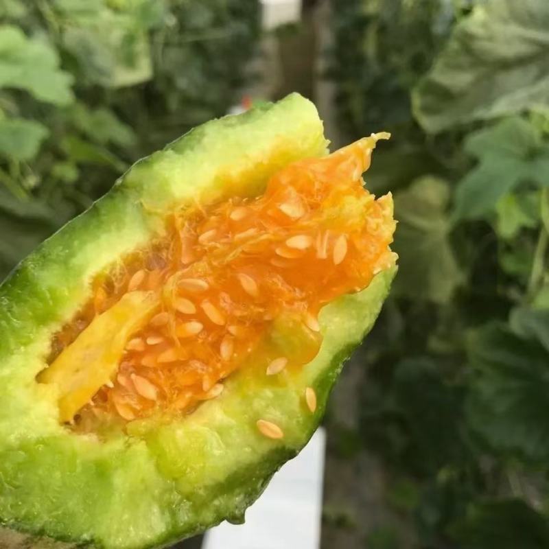 精品羊角蜜甜瓜山东潍坊羊角蜜种植基地供应电商、批发