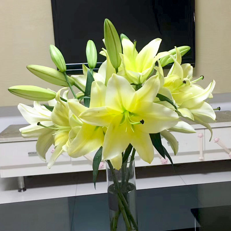 云南昆明鲜切花，鲜切百合，木门百合，产地直发