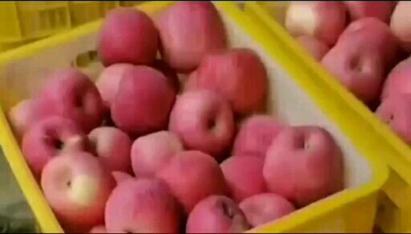 甘肃平凉静宁泾川红富士苹果新鲜水果十斤全国包邮一件代发