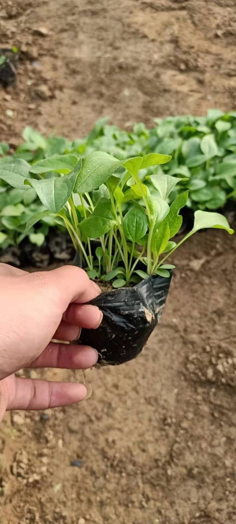 夏佳园艺定制园艺用营养钵，各种型号规格齐全厂家大量可以发