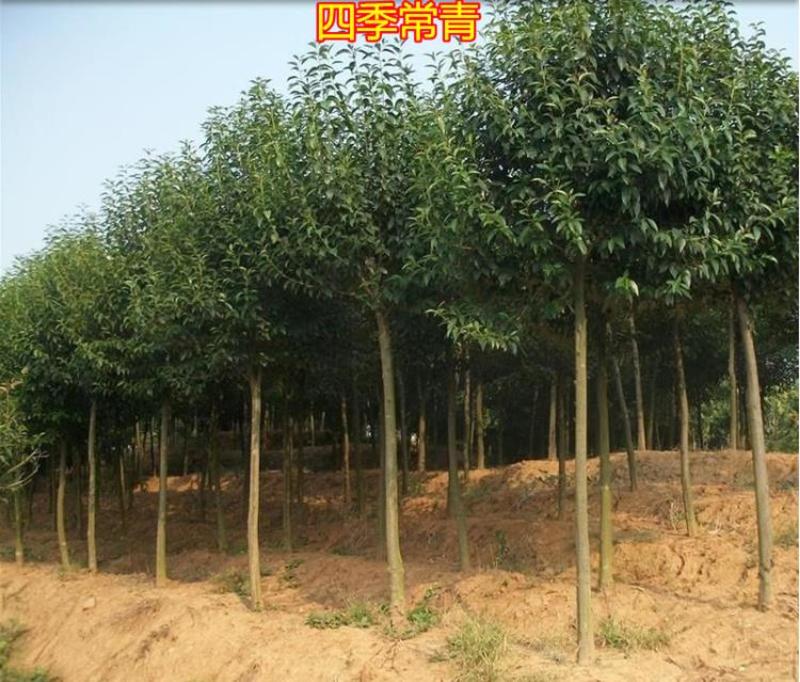 大叶女贞种子护坡灌木种子全国发货量大优惠
