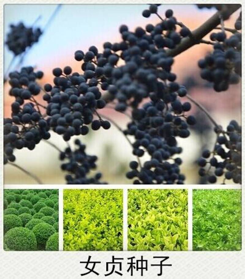 新采绿化树种小叶女贞种子四季常青花花卉绿化工程专业苗四季