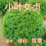新采绿化树种小叶女贞种子四季常青花花卉绿化工程专业苗四季