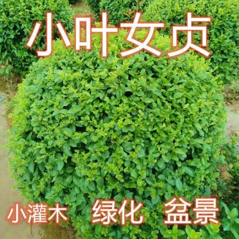 新采绿化树种小叶女贞种子四季常青花花卉绿化工程专业苗四季