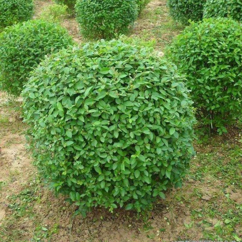 新采绿化树种小叶女贞种子四季常青花花卉绿化工程专业苗四季