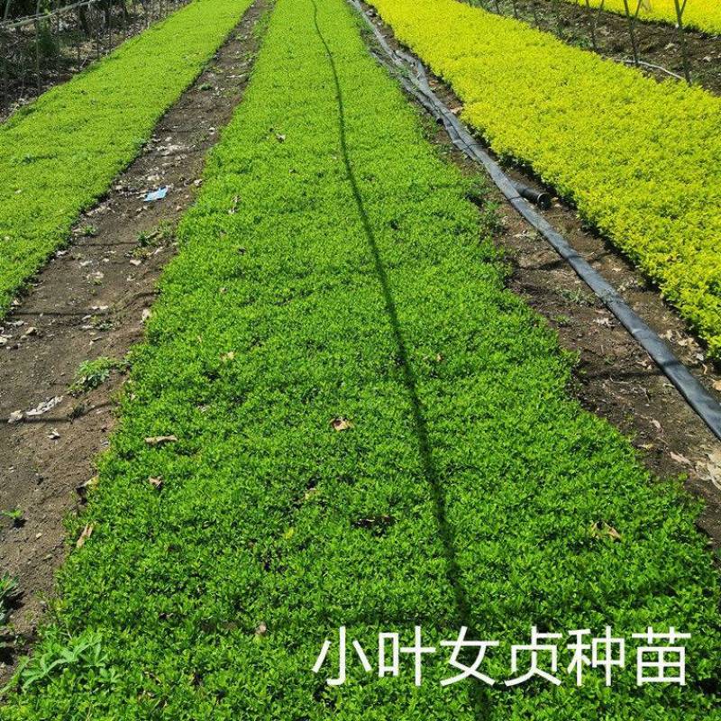 新采绿化树种小叶女贞种子四季常青花花卉绿化工程专业苗四季