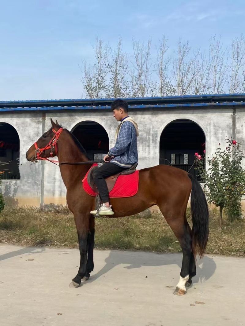 我厂常年出售乘骑矮马，观赏矮马保证质量欢迎大家前来选购
