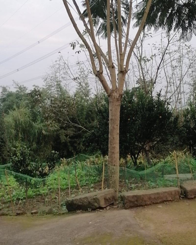 蓝花楹，美丽的风景需要蓝花楹来衬托，飘飘飘
