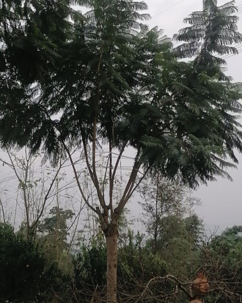 蓝花楹，美丽的风景需要蓝花楹来衬托，飘飘飘