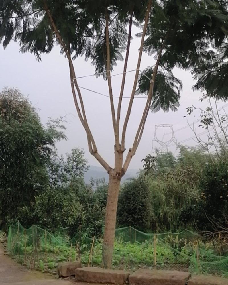 蓝花楹，美丽的风景需要蓝花楹来衬托，飘飘飘