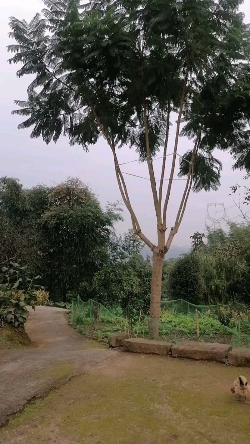 蓝花楹，美丽的风景需要蓝花楹来衬托，飘飘飘