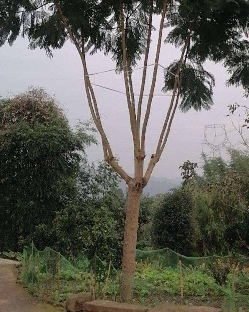 蓝花楹，美丽的风景需要蓝花楹来衬托，飘飘飘