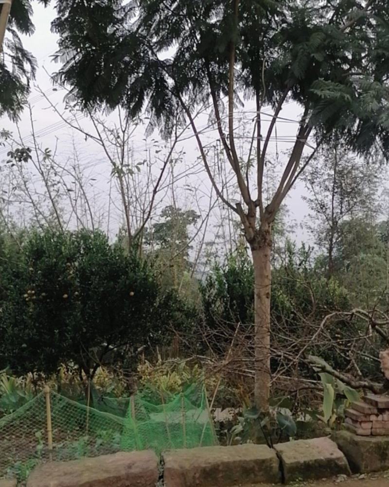 蓝花楹，美丽的风景需要蓝花楹来衬托，飘飘飘