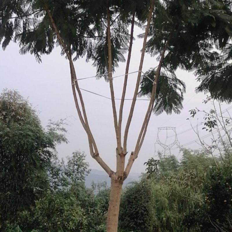 蓝花楹，美丽的风景需要蓝花楹来衬托，飘飘飘