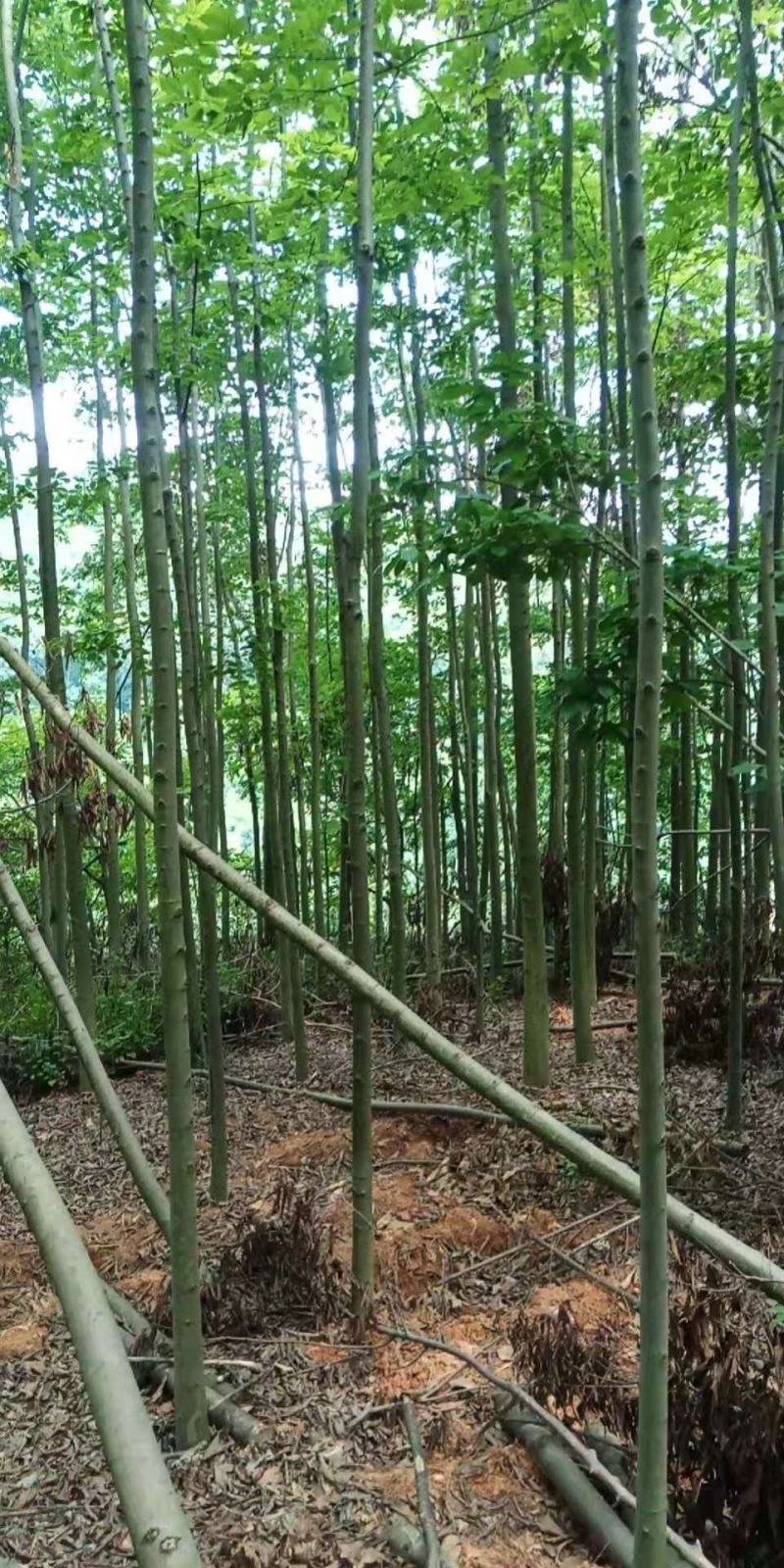 米径5-10公分精品电杆朴树，数量多多，基地直供