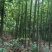 米径5-10公分精品电杆朴树，数量多多，基地直供