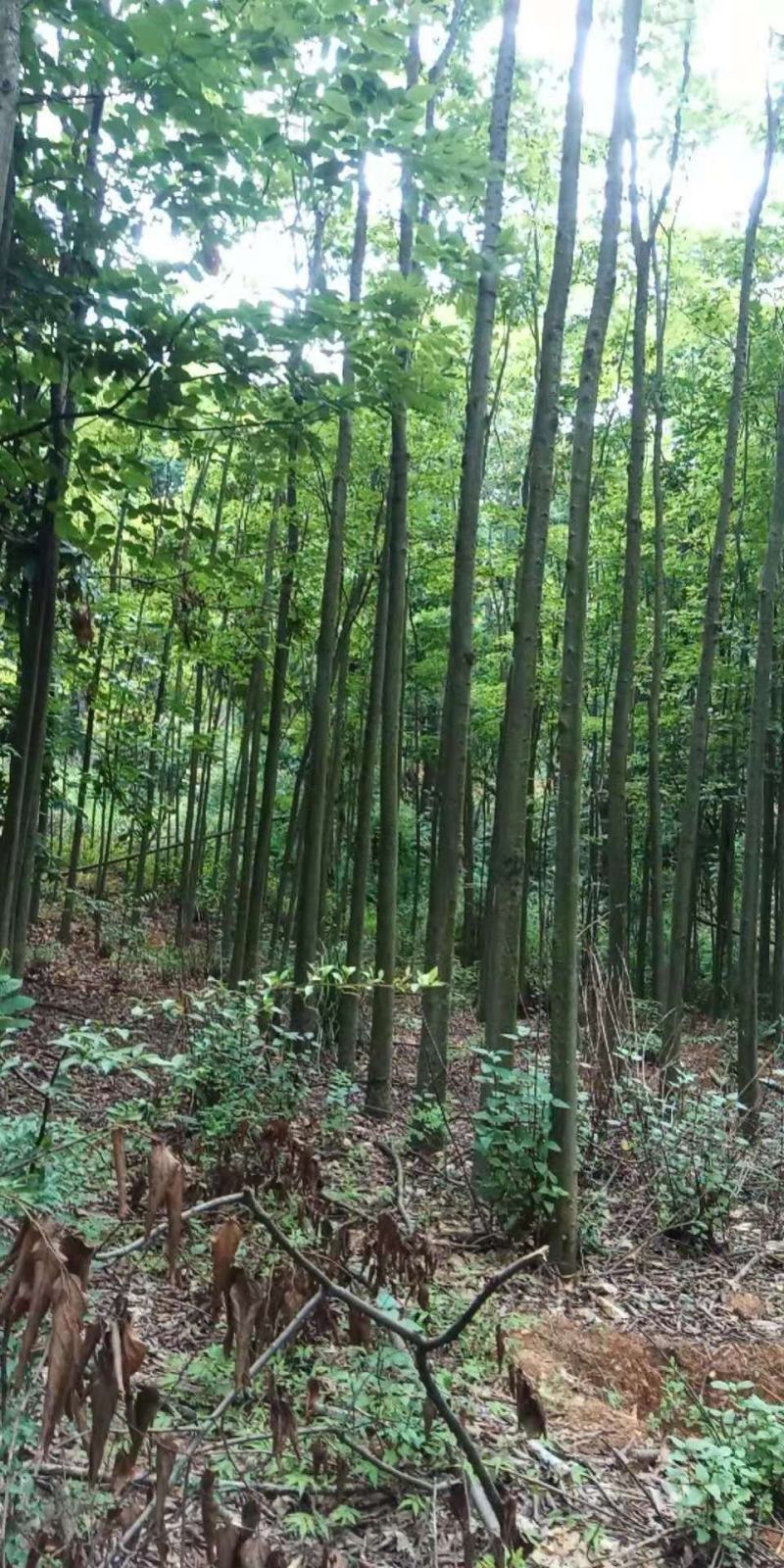 米径5-10公分精品电杆朴树，数量多多，基地直供